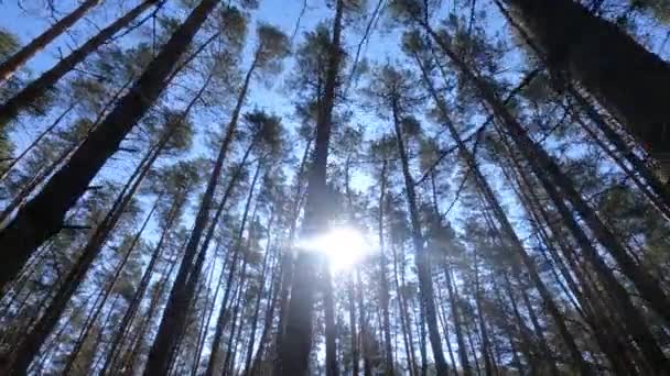 Bosque con pinos con troncos altos durante el día — Vídeos de Stock