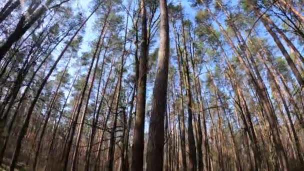 Wald mit Kiefern mit hohen Stämmen am Tag — Stockvideo