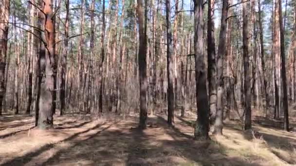 Woud met dennen met hoge stammen gedurende de dag — Stockvideo