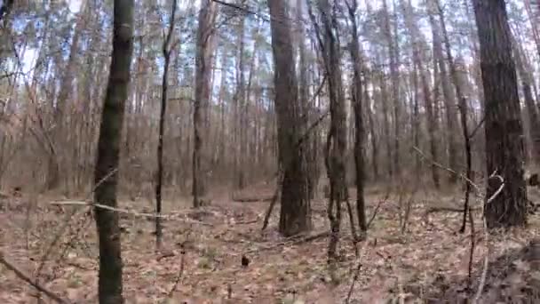 Floresta com pinheiros com troncos altos durante o dia — Vídeo de Stock