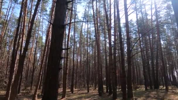日中は幹の多い松の森 — ストック動画