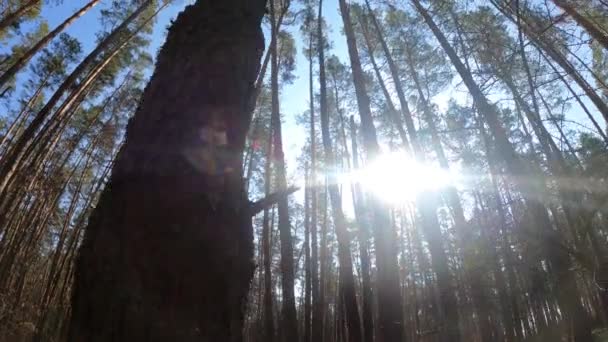 Erdőben fenyők magas törzsek a nap folyamán — Stock videók