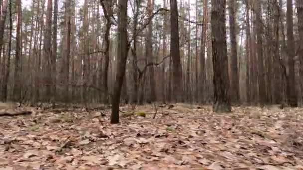 白天长有高树干的松树的森林 — 图库视频影像