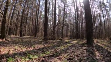 Gündüzleri yüksek gövdeli çam ağaçları