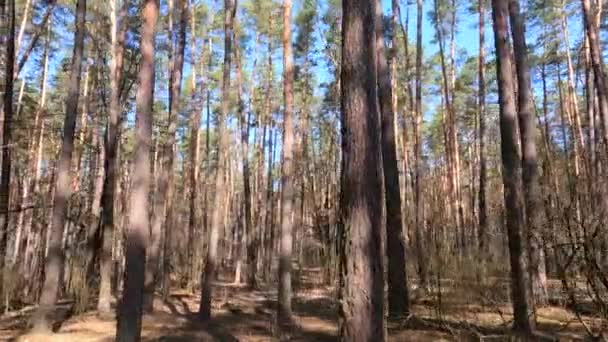 Bosco con pini con tronchi alti durante il giorno — Video Stock