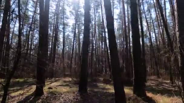 Skog med tallar med höga stammar under dagen — Stockvideo