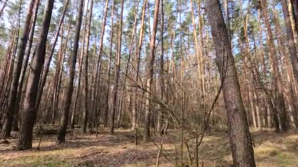 Skog med tallar med höga stammar under dagen — Stockvideo