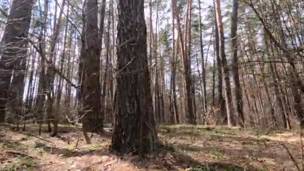 Bosque con pinos con troncos altos durante el día — Vídeos de Stock