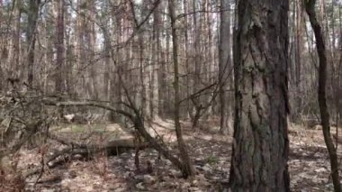 Orman manzarası hava manzarası, yavaş çekim