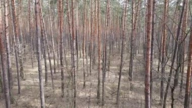 Orman manzarası hava manzarası, yavaş çekim