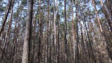 Orman manzarası hava manzarası, yavaş çekim