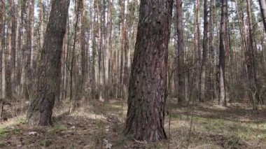 Orman manzarası hava manzarası, yavaş çekim