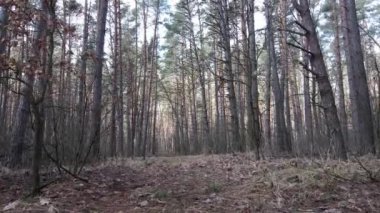 Orman manzarası hava manzarası, yavaş çekim