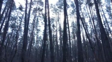 Orman manzarası hava manzarası, yavaş çekim