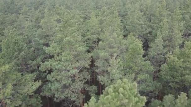 Paysage forestier vue aérienne, ralenti