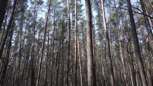 वन लँडस्केप हवाई दृश्य, हळू गती — स्टॉक व्हिडिओ