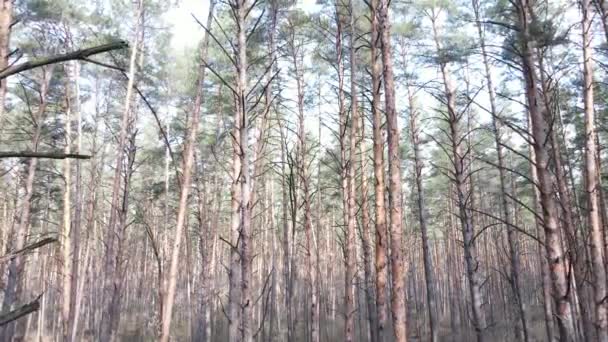 Forest landscape aerial view, slow motion — Stock Video