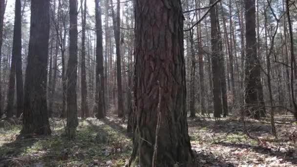 Lesní krajina letecký pohled, zpomalený pohyb — Stock video