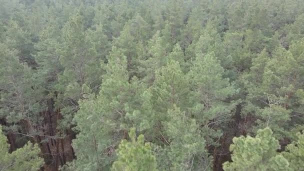 Paysage forestier vue aérienne, ralenti