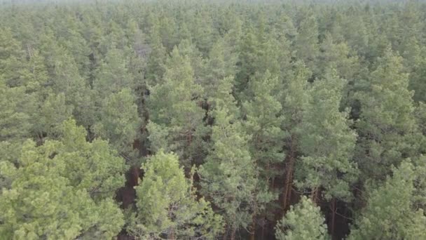 Paysage forestier vue aérienne, ralenti