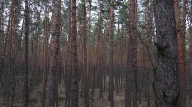 Orman manzarası hava manzarası, yavaş çekim