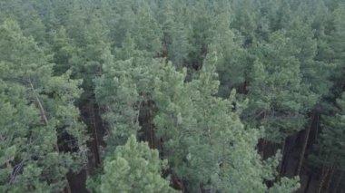 Orman manzarası hava manzarası, yavaş çekim