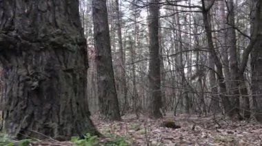 Orman manzarası hava manzarası, yavaş çekim