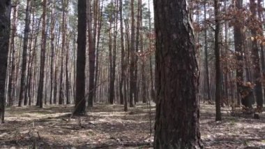 Orman manzarası hava manzarası, yavaş çekim