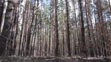Orman manzarası hava manzarası, yavaş çekim