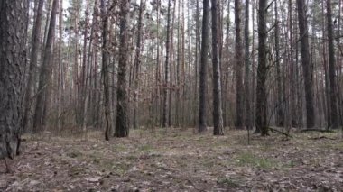 Orman manzarası hava manzarası, yavaş çekim