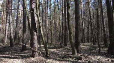 Orman manzarası hava manzarası, yavaş çekim