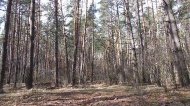 Orman manzarası hava manzarası, yavaş çekim
