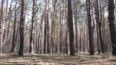 Orman manzarası hava manzarası, yavaş çekim