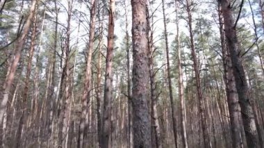 Orman manzarası hava manzarası, yavaş çekim