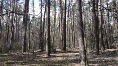 Orman manzarası hava manzarası, yavaş çekim