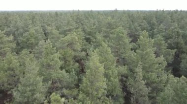 Orman manzarası hava manzarası, yavaş çekim