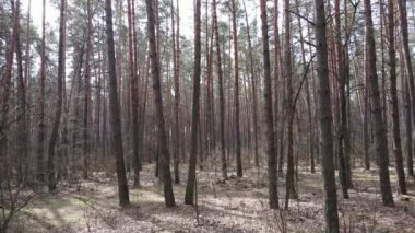 Orman manzarası hava manzarası, yavaş çekim