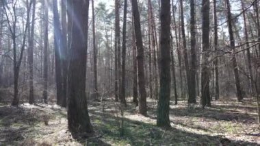 Orman manzarası hava manzarası, yavaş çekim