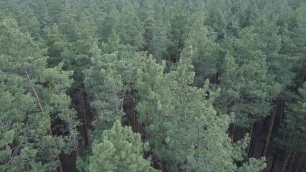 Paysage forestier vue aérienne, ralenti