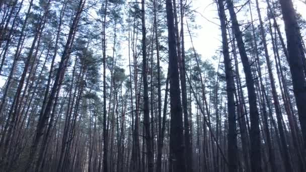 Vista aérea del paisaje forestal, cámara lenta — Vídeos de Stock