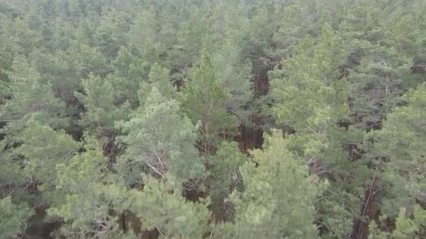 Paysage forestier vue aérienne, ralenti