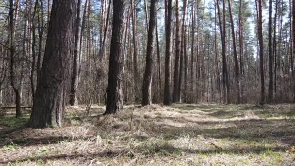 森林景観空撮、スローモーション — ストック動画