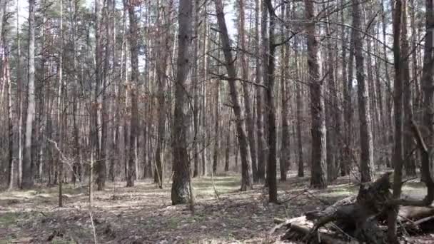 Orman manzarası hava manzarası, yavaş çekim — Stok video