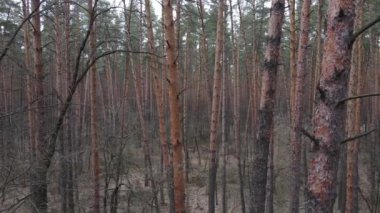 Orman manzarası hava manzarası, yavaş çekim