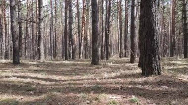 Orman manzarası hava manzarası, yavaş çekim