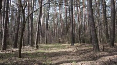 Orman manzarası hava manzarası, yavaş çekim
