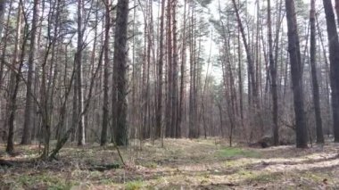Orman manzarası hava manzarası, yavaş çekim