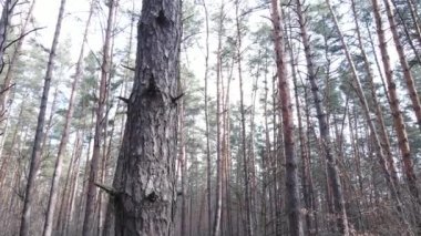 Orman manzarası hava manzarası, yavaş çekim