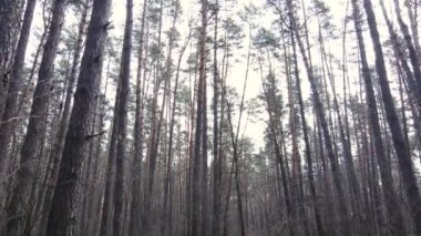 Orman manzarası hava manzarası, yavaş çekim