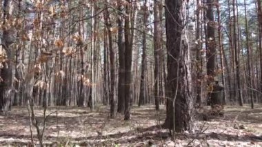 Orman manzarası hava manzarası, yavaş çekim